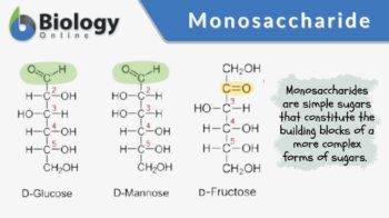 monosaccharide definition and examples