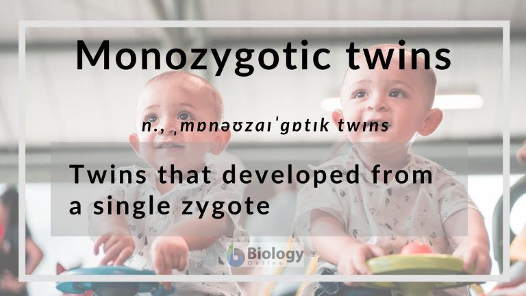 monozygotic twins definition