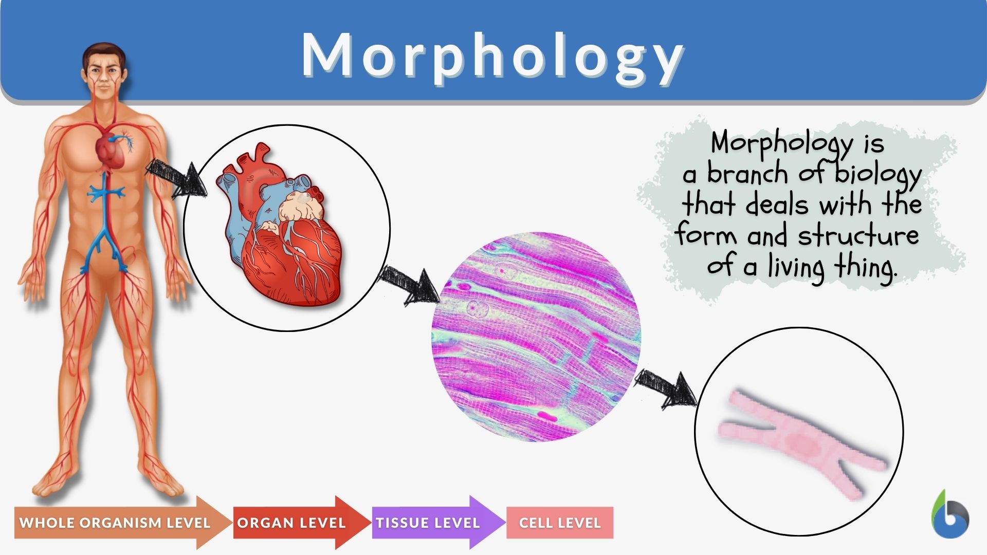 Morphological Classification Is Based Upon