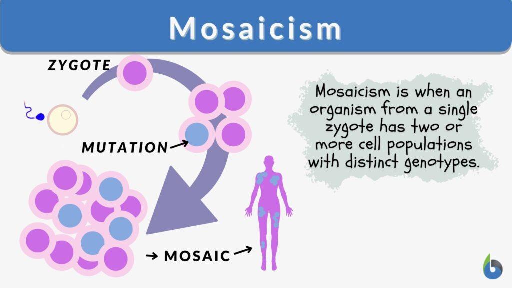 Mosaicism Definition and Examples Biology Online Dictionary