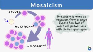 mosaicism definition and example