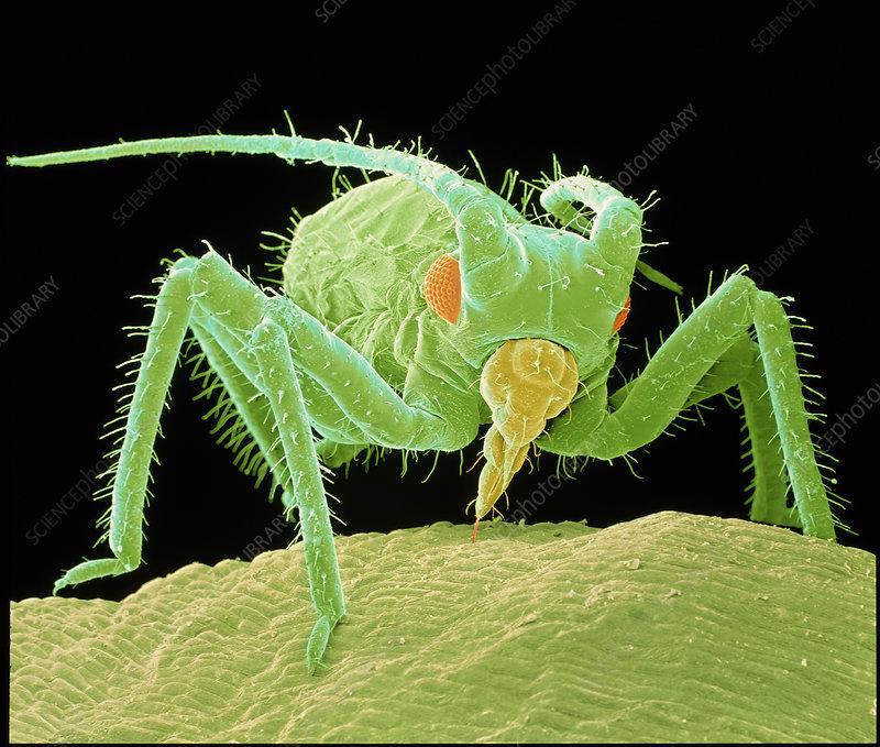 Herbivore Definition and Examples Biology Online Dictionary