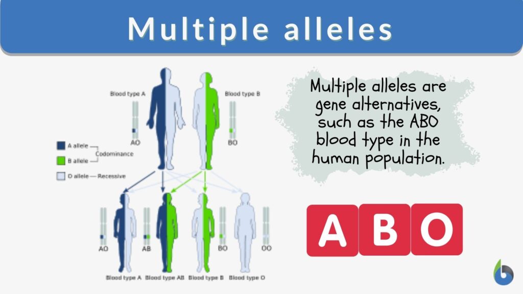 multiple-alleles-definition-and-examples-biology-online-dictionary