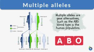 multiple alleles definition and example