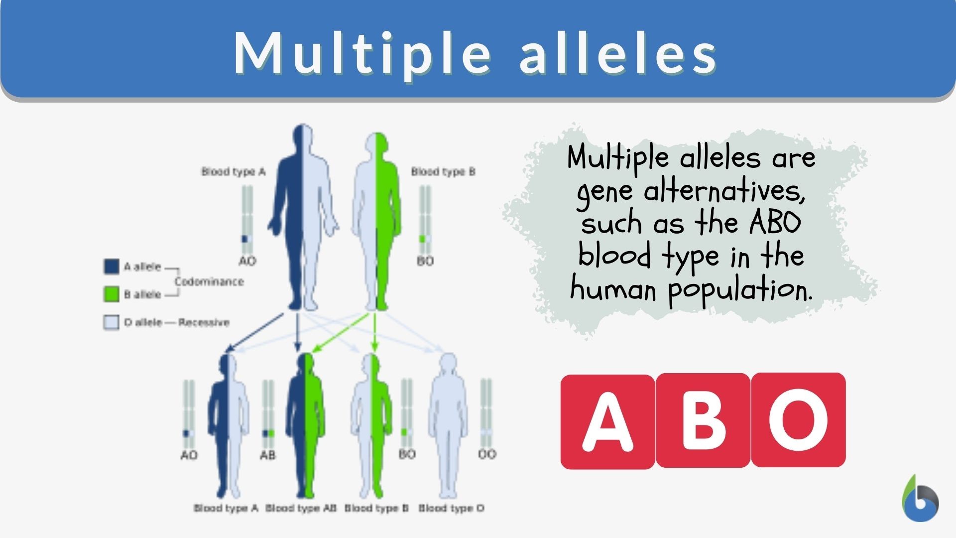 Multiple Alleles Example Abo Blood Type Worksheet