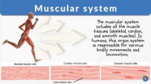 muscular system definition and example