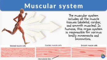 Cardiovascular responses to leg muscle loading during head-down