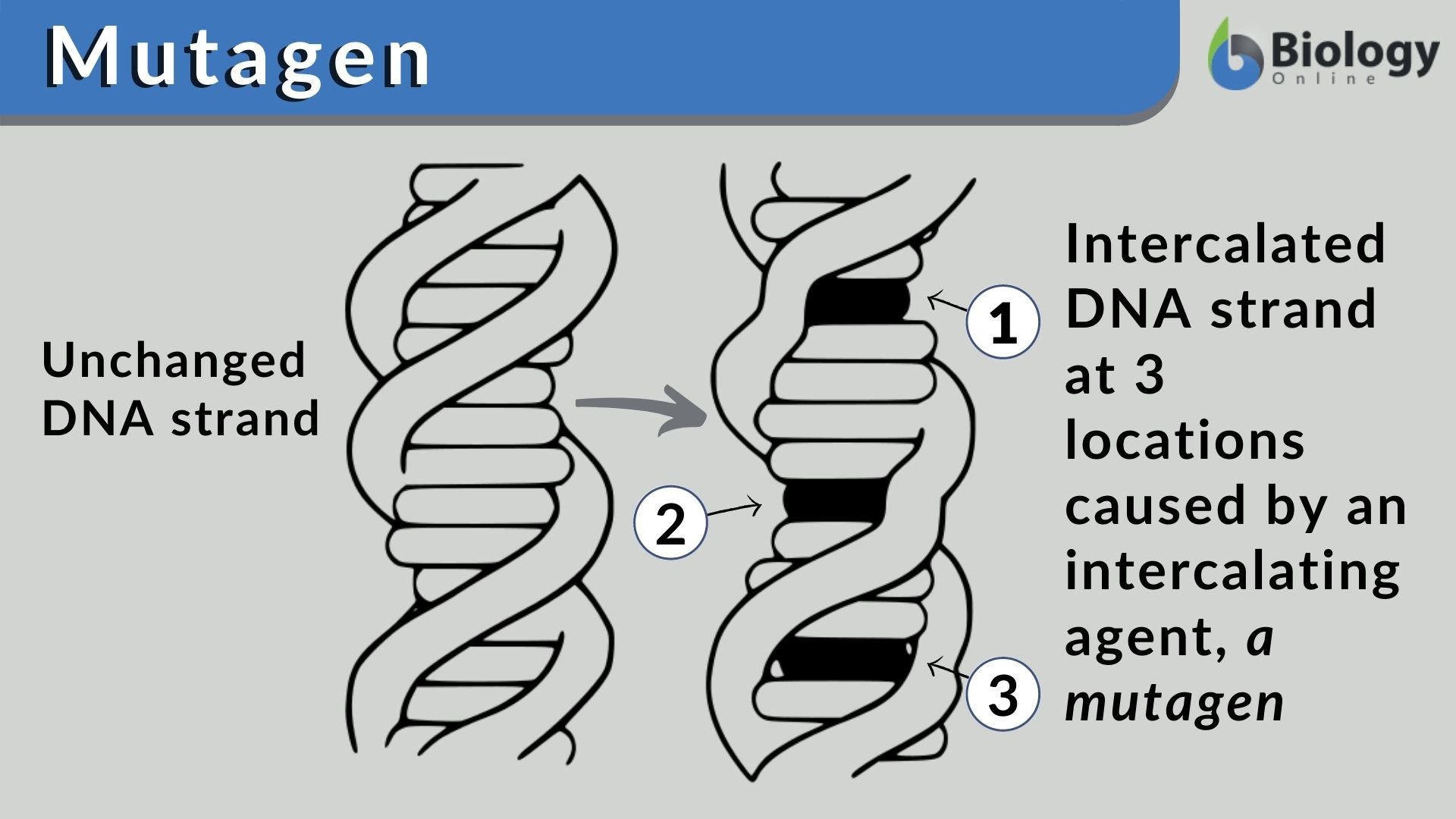 Bio Break Meaning and Origin