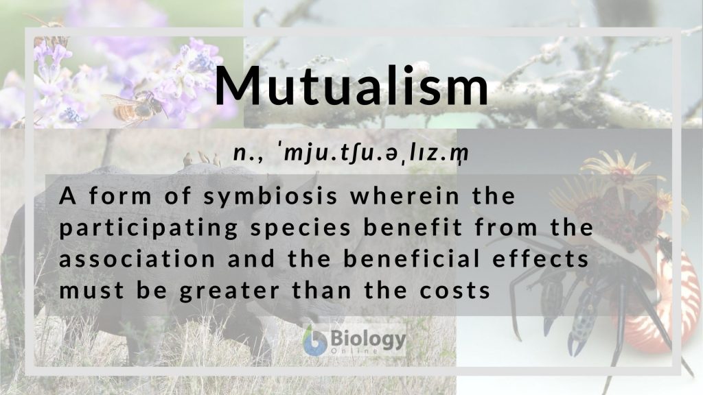 Mutualism definition and examples biology online dictionary
