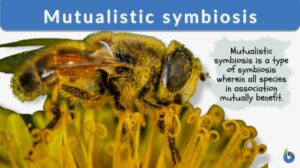 mutualistic symbiosis definition and example