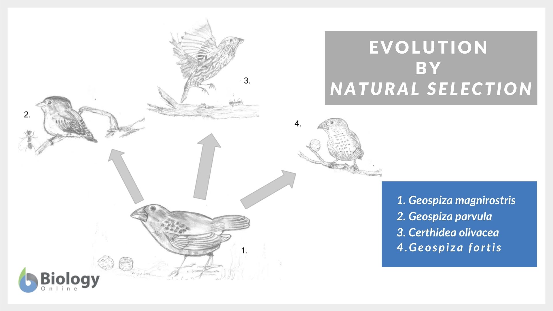 Natural Selection Biology Online Dictionary