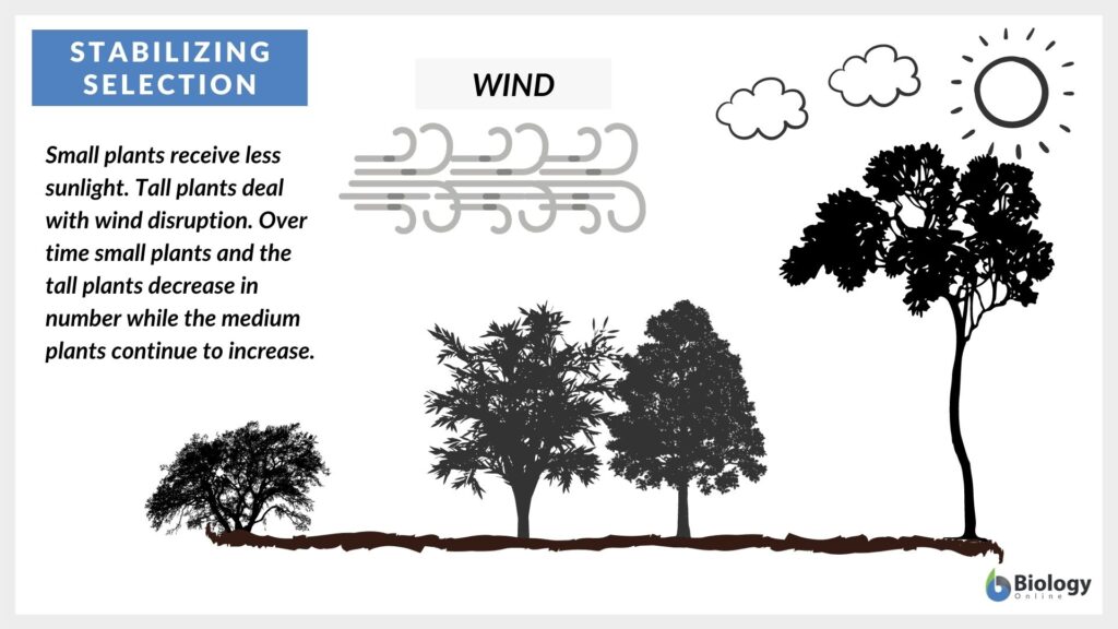 Stabilizing Selection: Definition, Examples, Causes