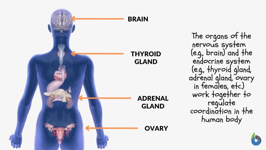 nervous system and endocrine system for coordination