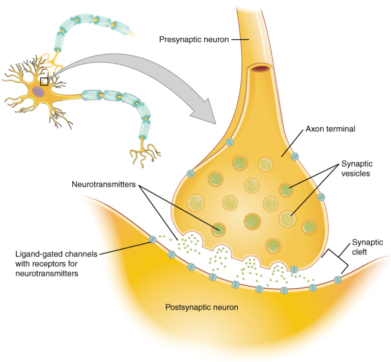 neuron and neurotransmitter diagram