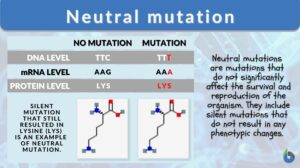 neutral mutation definition and examples