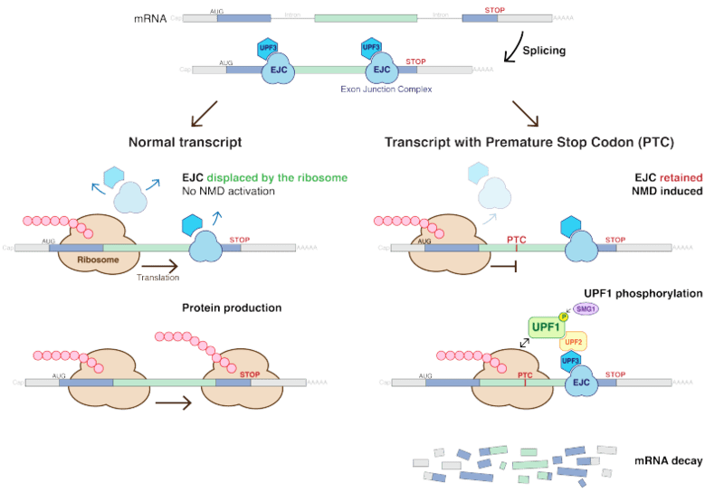 nonsense-mediated mRNA decay process