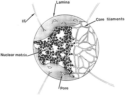 nuclear matrix