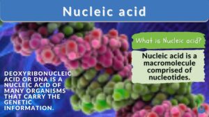 nucleic acid - definition and example