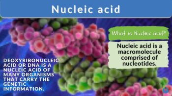 nucleic acid - definition and example