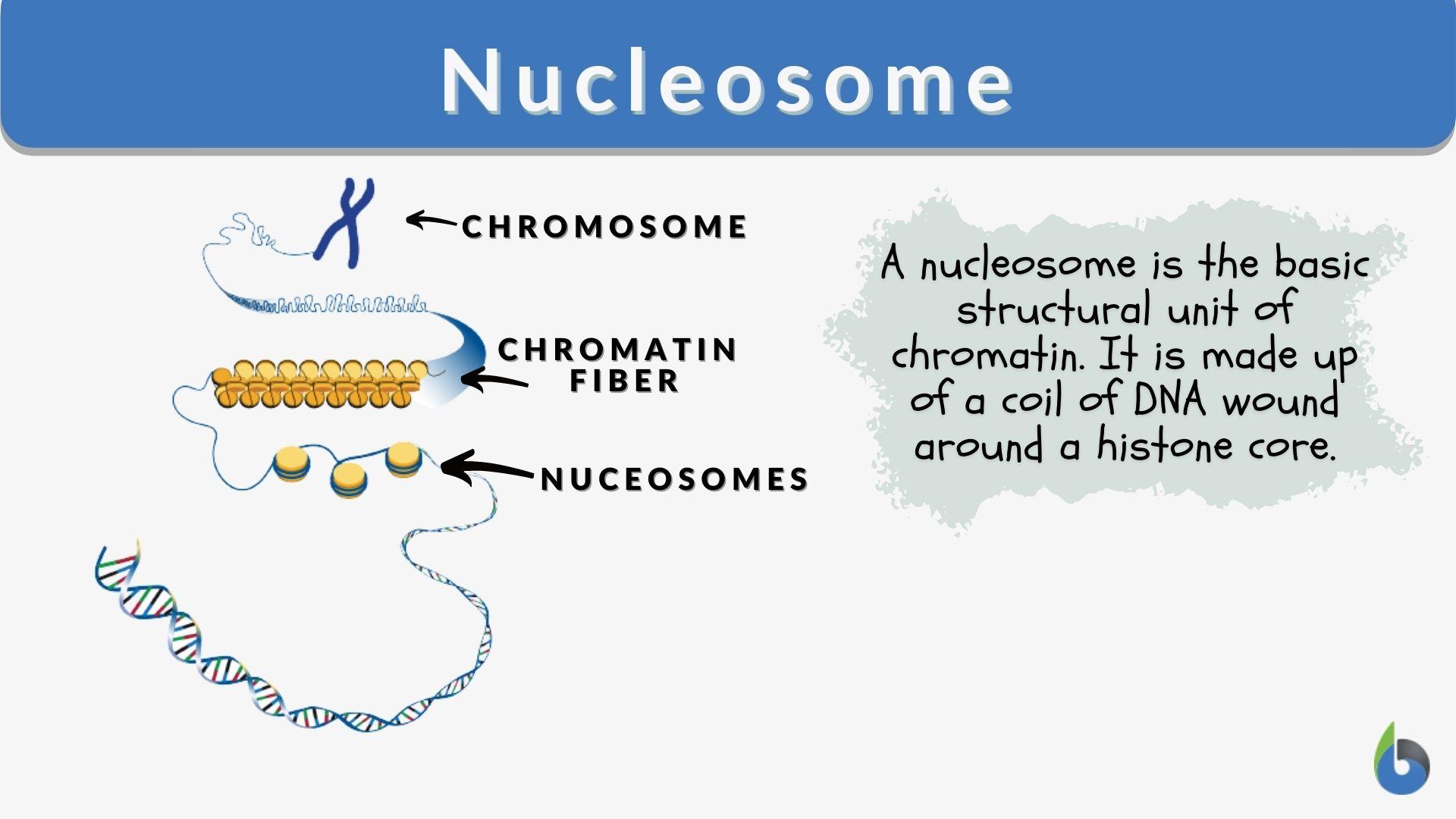 Nucleosome Definition and Examples - Biology Online Dictionary