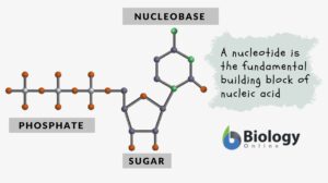 nucleotide definition and parts