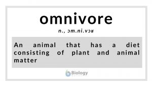omnivore definition