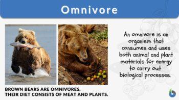Omnivore - Definition and Examples - Biology Online Dictionary