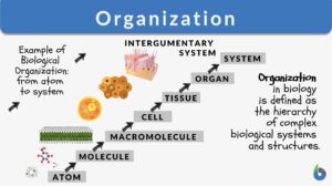 organization in biology definition and example