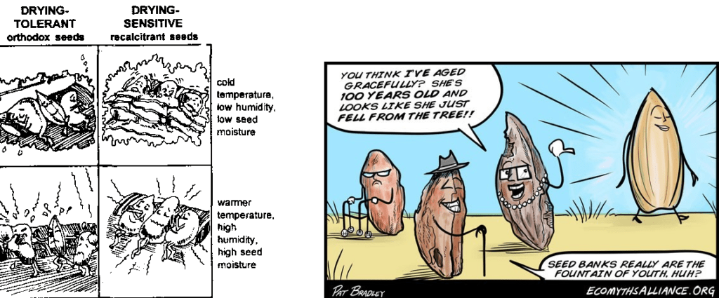 orthodox and recalcitrant seeds comic
