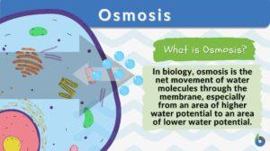 osmosis definition and example