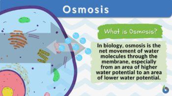 osmosis definition and example