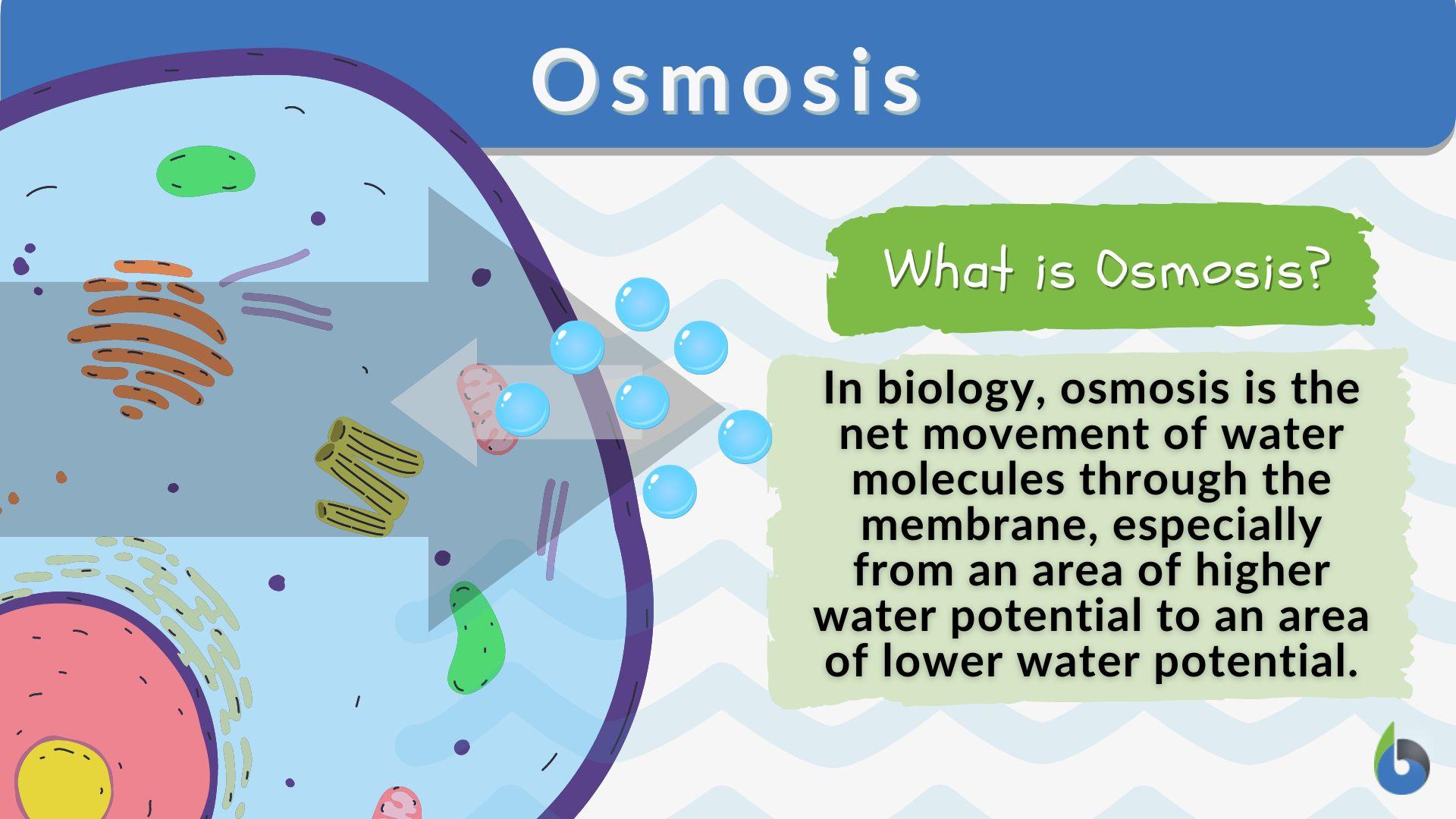 Osmosis - Definition and Examples - Biology Online Dictionary