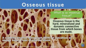osseous tissue - definition and example