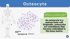 osteocyte definition and example