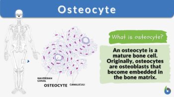 osteocyte definition and example