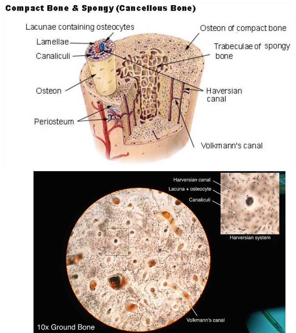 osteocyte histology - osteon and lacuna