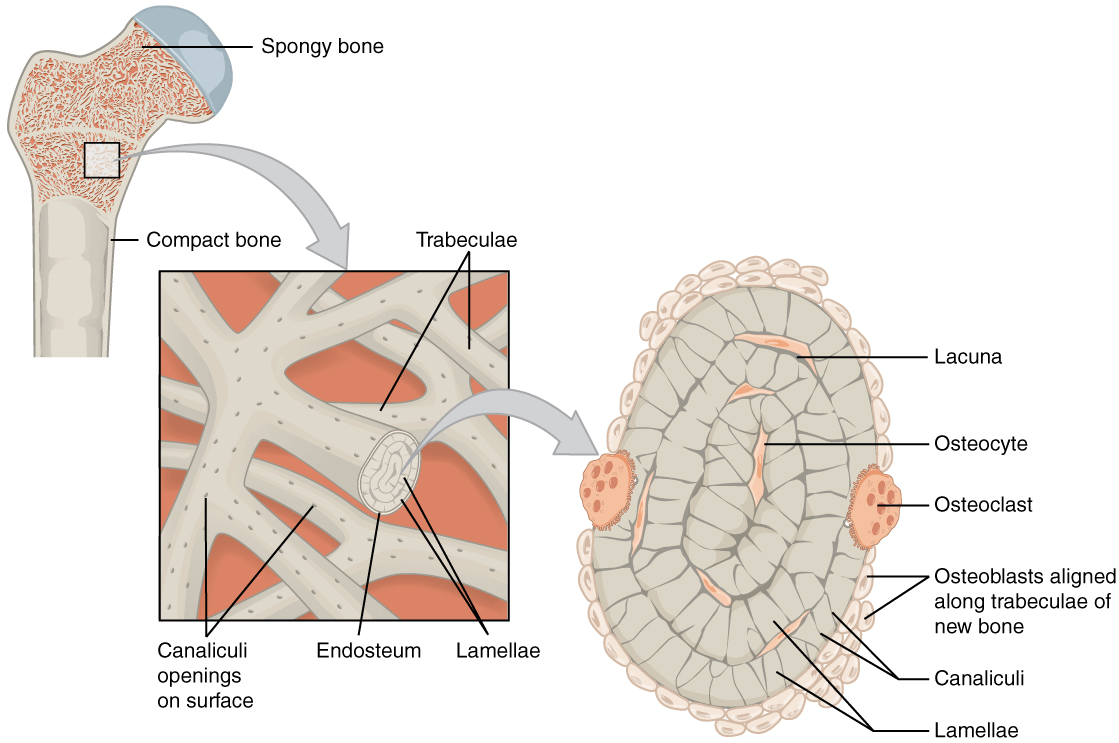 osteocytes in lacuna of a spongy bone