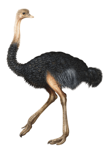 ostrich