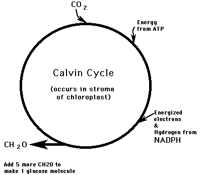 overview of Calvin Cycle