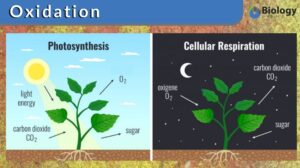 oxidation definition