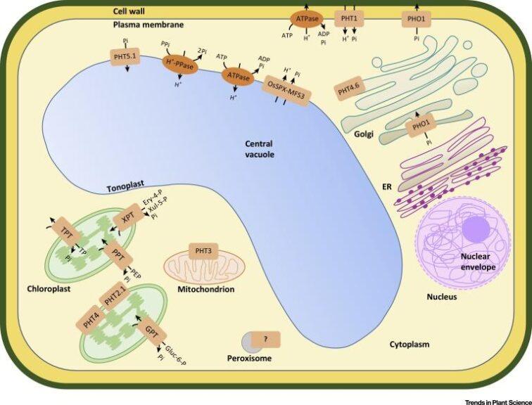pH maintenance mechanism by vacuole diagram