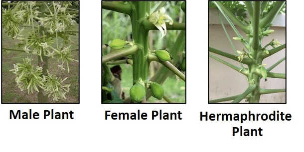 papaya plant hermaphrodite