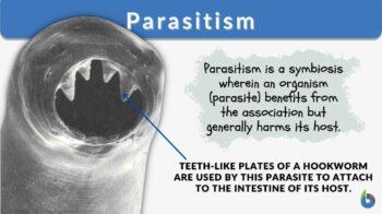 parasitism definition and example