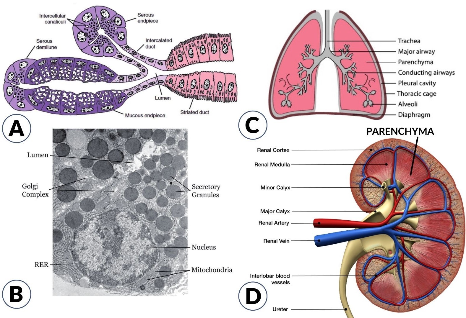 parenchyma cells in human organs