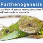 Parthenogenesis Definition and Examples - Biology Online Dictionary Parthenogenesis Definition and Examples - Biology Online Dictionary