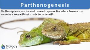 parthenogenesis definition