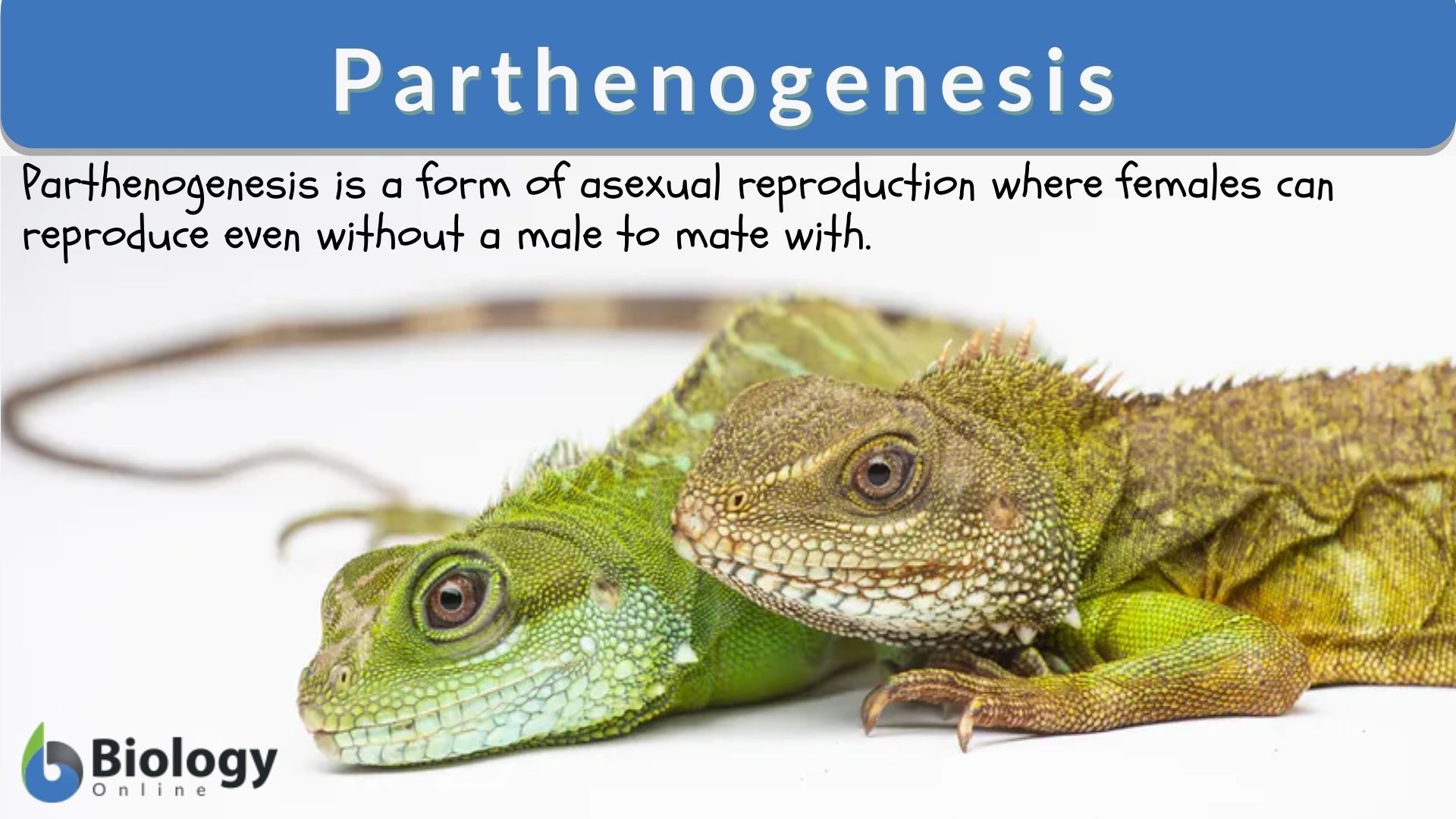 Parthenogenesis Definition and Examples - Biology Online Dictionary