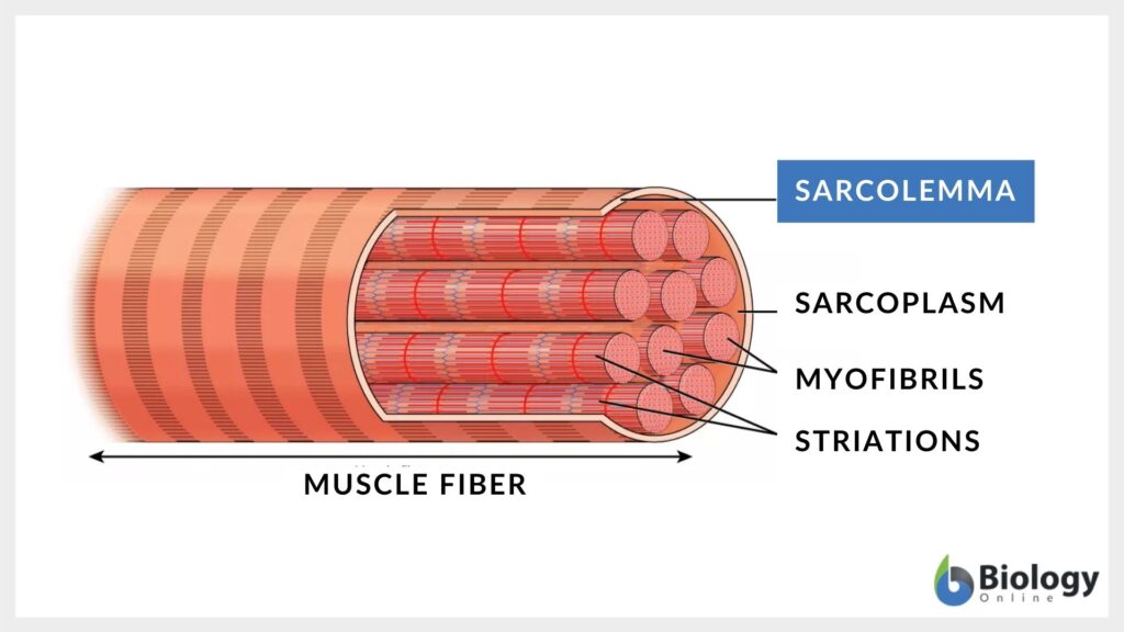 parts of a muscle cell