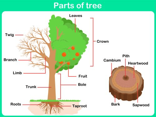 parts of a tree