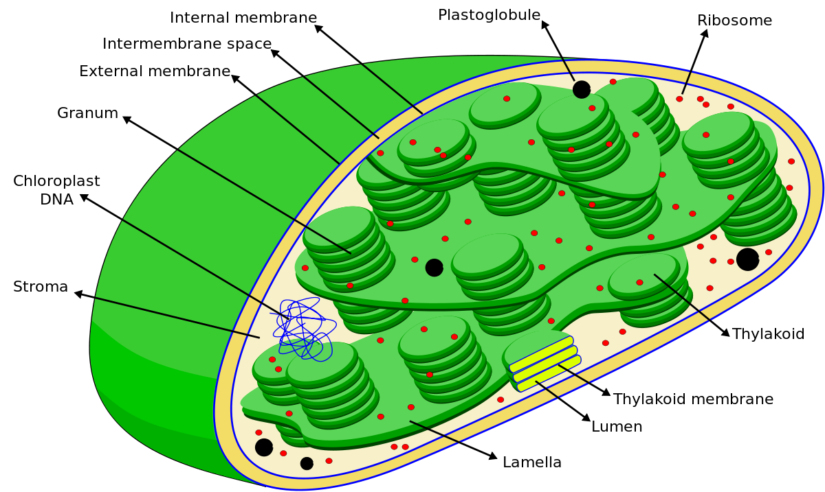 parts of chloroplast